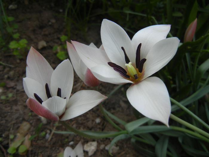 Tulipa Peppermint Stick (2015, April 16)