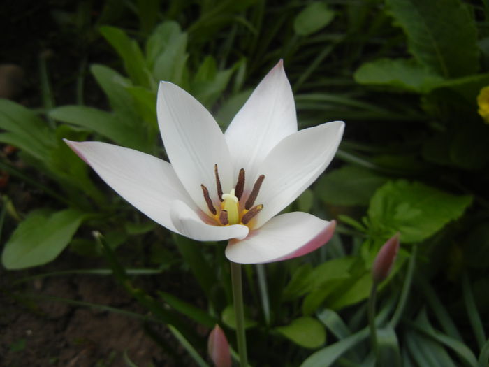 Tulipa Peppermint Stick (2015, April 16)