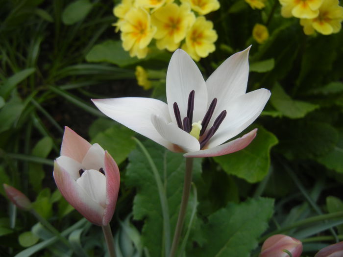 Tulipa Peppermint Stick (2015, April 16)