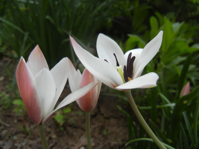 Tulipa Peppermint Stick (2015, April 16)