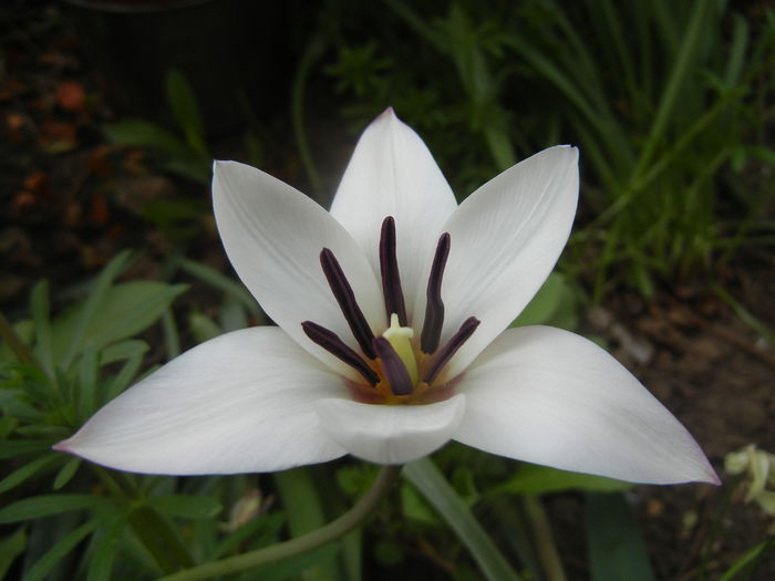 Tulipa Peppermint Stick (2015, April 16)