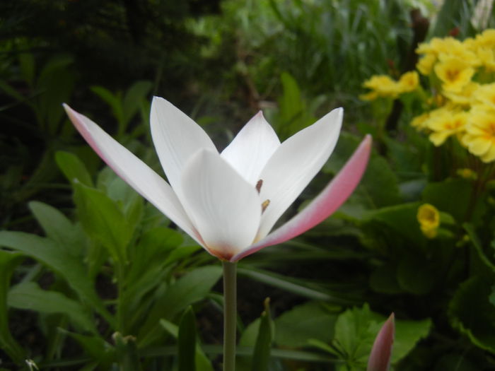 Tulipa Peppermint Stick (2015, April 16)