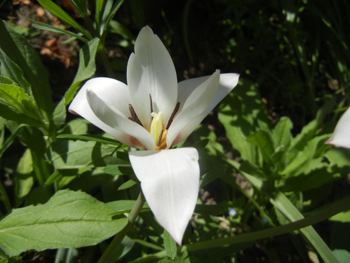 Tulipa Peppermint Stick (2015, April 16)