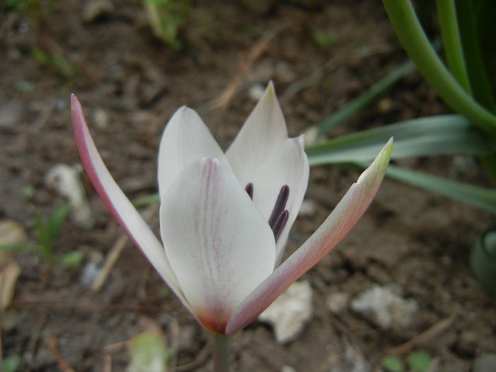 Tulipa Peppermint Stick (2015, April 16)
