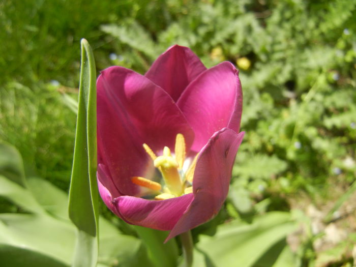 Tulipa Purple Flag (2015, April 16)