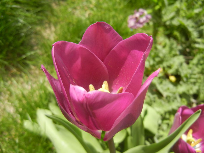 Tulipa Purple Flag (2015, April 16)