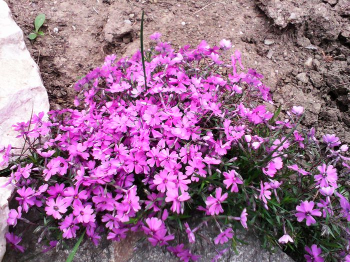 phlox sabulata - Alte flori de primavara