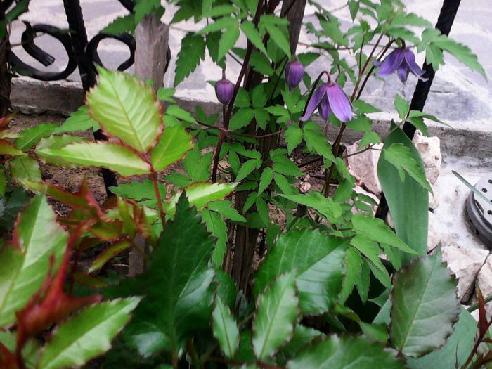 IMG_20150422_095939 - Clematite