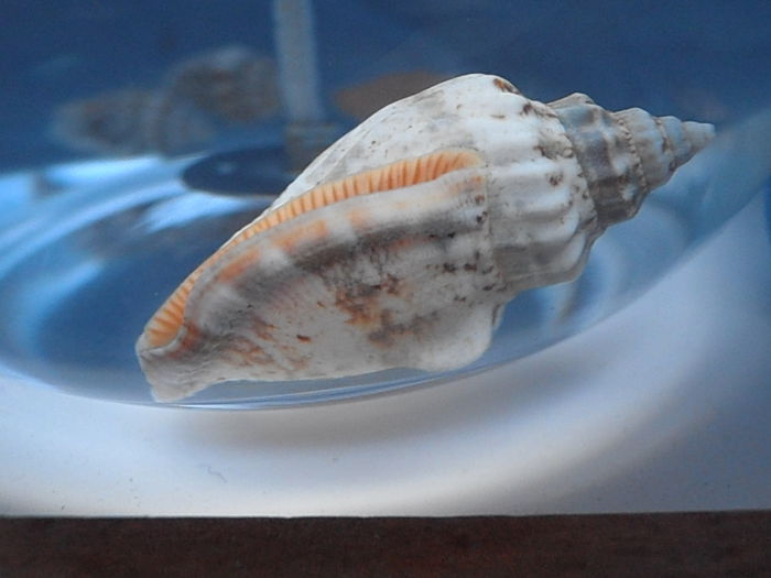 P4210433 - CALEIDOSCOP