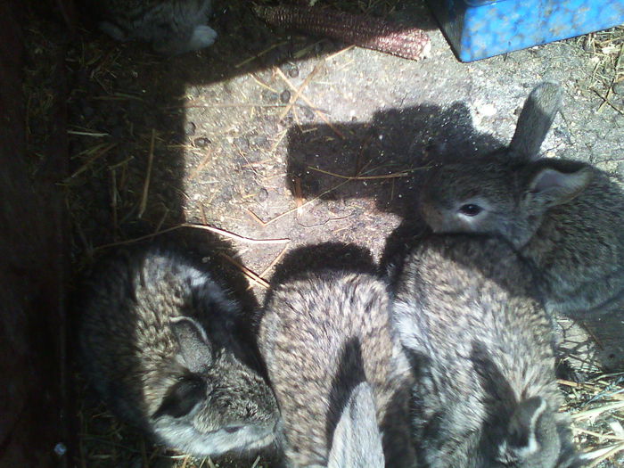 IMG_20150422_111331 - iepuriii