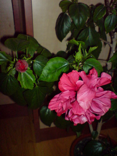 DSC00149 - Hibiscus 2015-2022