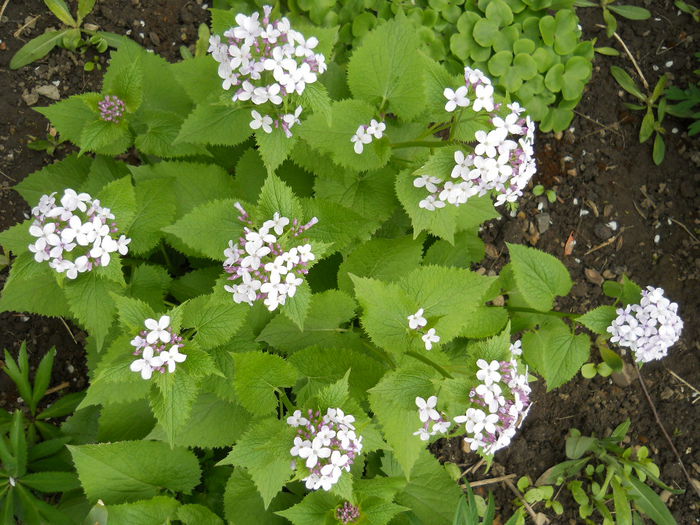 Lunaria annua