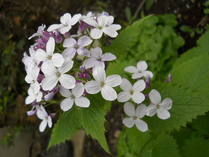 Lunaria annua