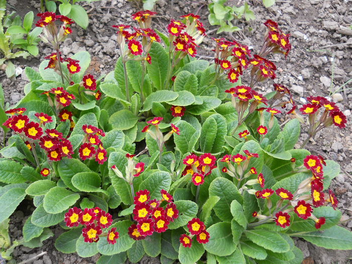Primula?