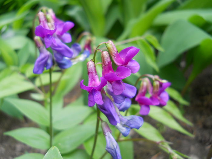 Lathyrus vernus