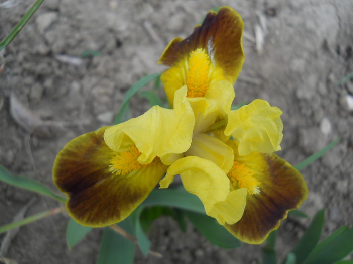 Iris? - Flora_2015