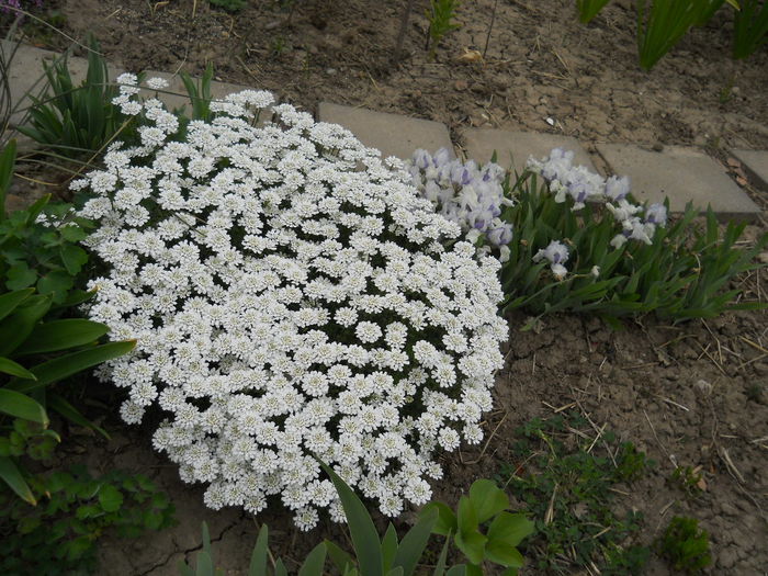 Iberis sempervirens