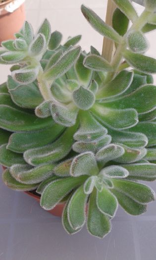 Echeveria setosa - cactusi si suculente