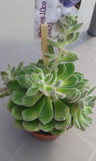 20150419_114713 - cactusi si suculente