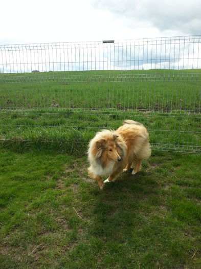 20150422_135049 - Lassie Collie Rough