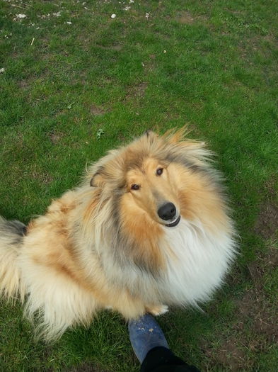 20150422_135059 - Lassie Collie Rough