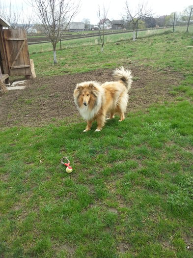 20150422_135238 - Lassie Collie Rough