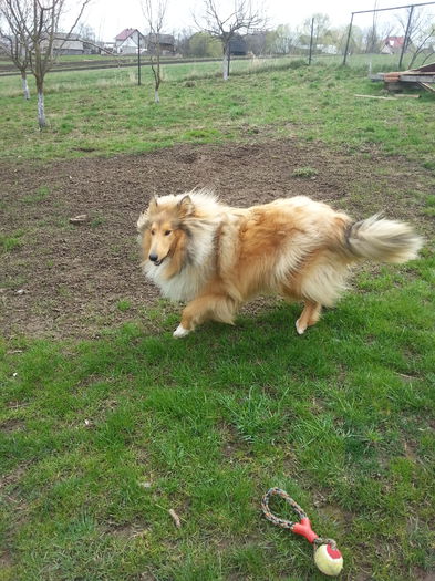 20150422_135242 - Lassie Collie Rough
