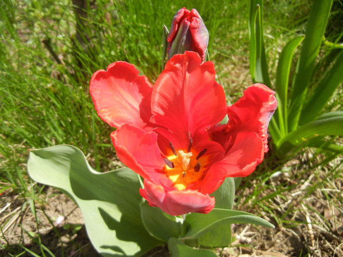 Tulipa Rococo (2015, April 16)