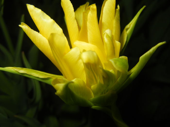 Tulipa Yellow Spider (2015, April 16)