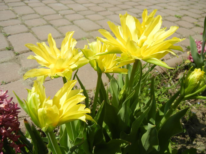 Tulipa Yellow Spider (2015, April 16)