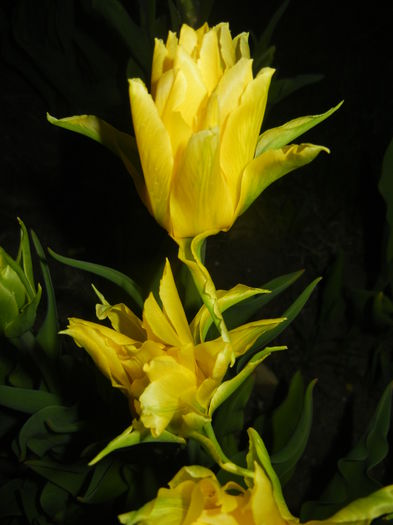 Tulipa Yellow Spider (2015, April 16)