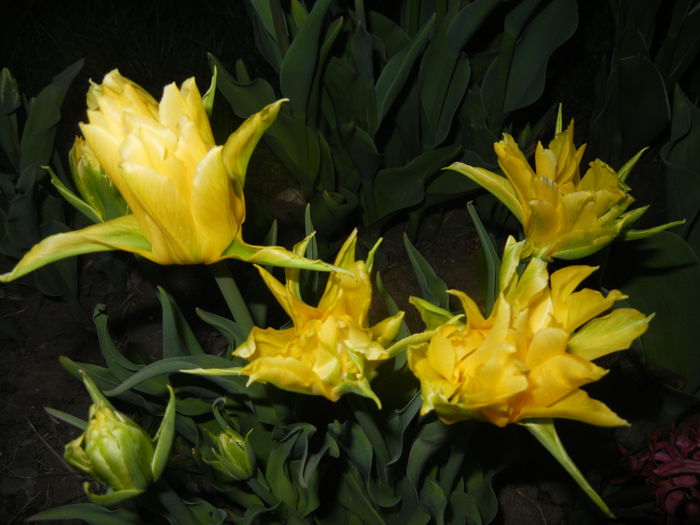 Tulipa Yellow Spider (2015, April 16)