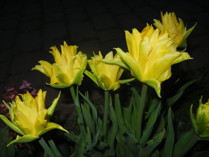 Tulipa Yellow Spider (2015, April 16)