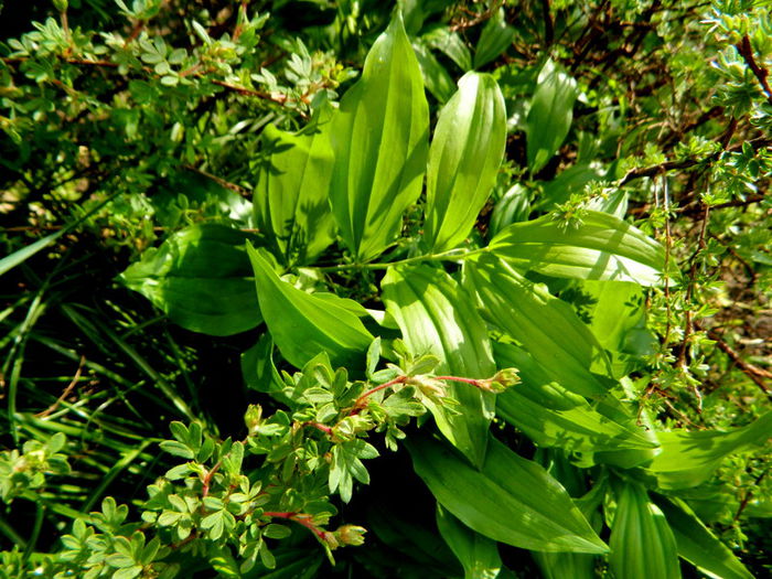  - Polygonatum latifolium