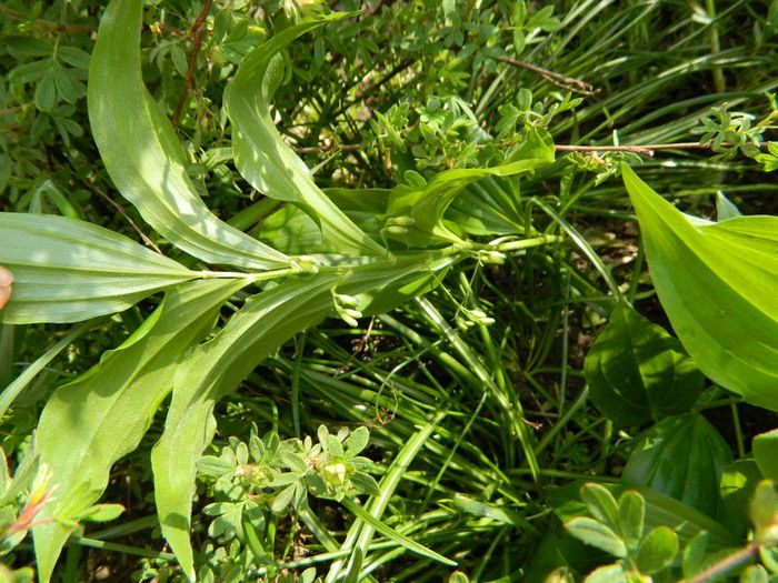  - Polygonatum latifolium