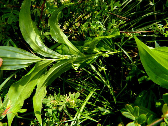  - Polygonatum latifolium