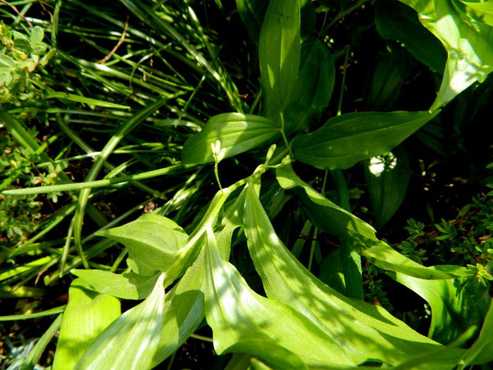  - Polygonatum latifolium