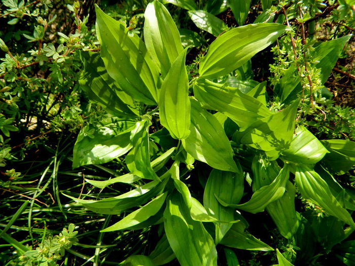  - Polygonatum latifolium