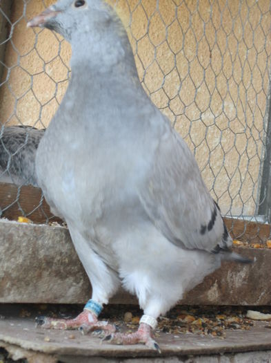 F DIN PAVAROTTI SI RABONNA