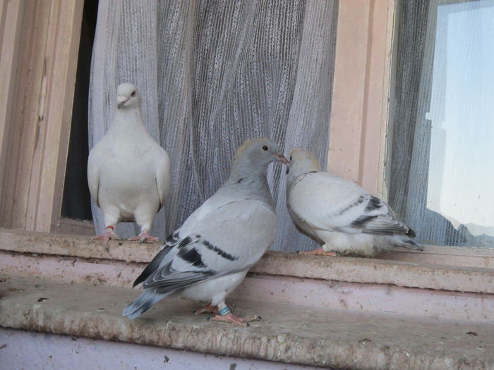 RABONNA SI PUII; SERIA 2
