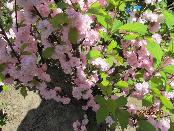 prunus triloba m. - Flori gradina 2015 si alte flori