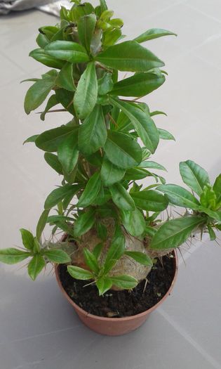 Pachipodium saundersii - cactusi si suculente
