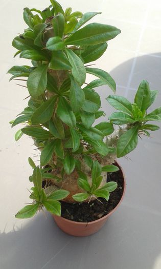 20150419_114728 - cactusi si suculente