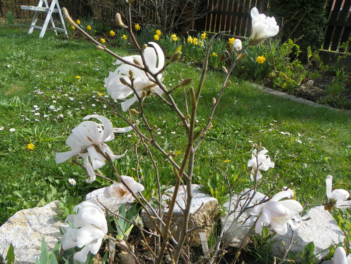 magnolia stellata - Copacei si arbusti 2015