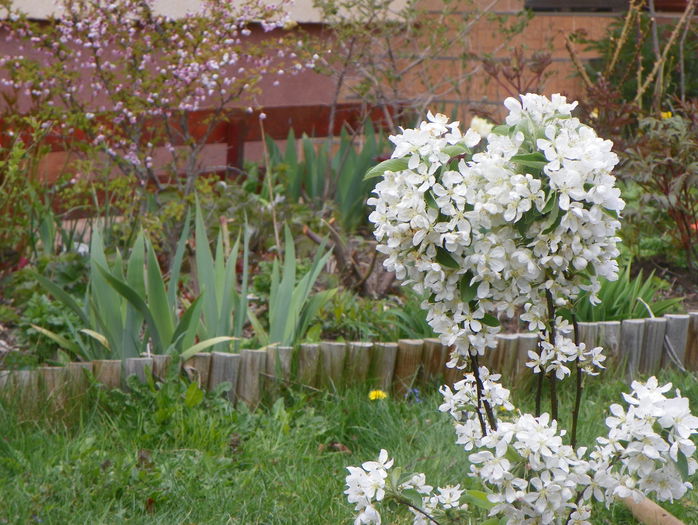 malus Pom zai