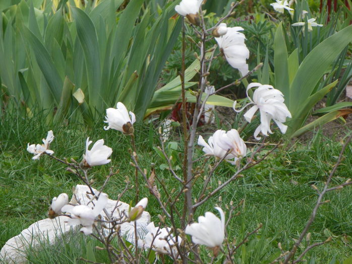 magnolia stellata