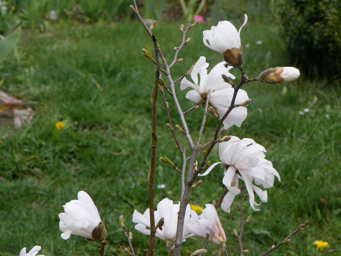 magnolia stellata