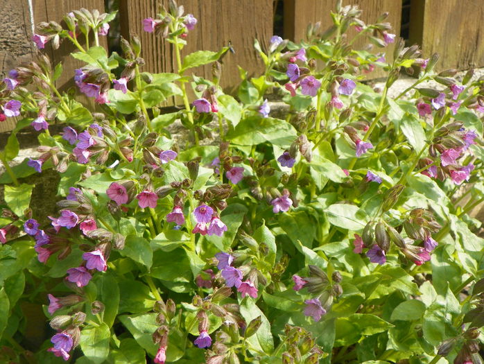 pulmonaria officinalis - Primavara 2015