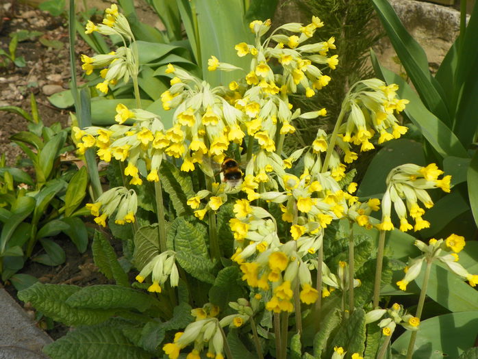 primula officinalis - Primavara 2015