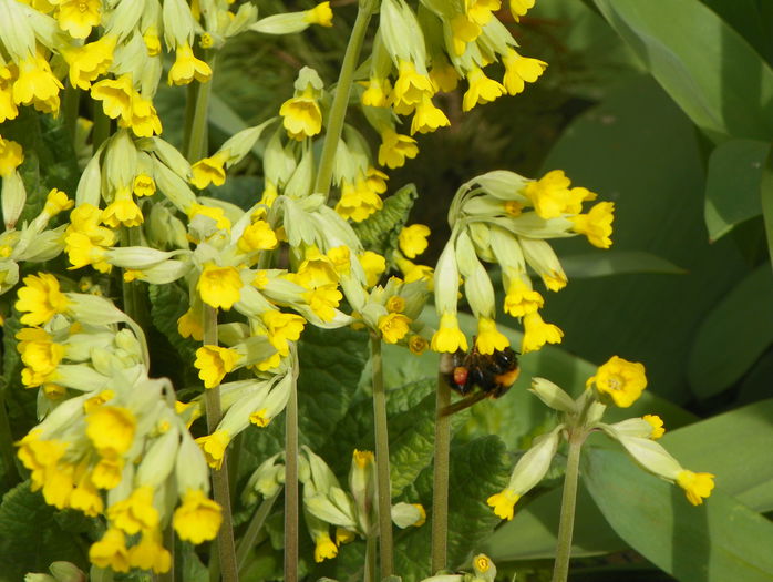 primula officinalis - Primavara 2015